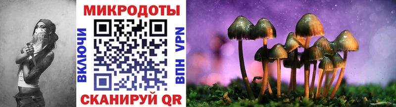 наркотики  Светлогорск  Псилоцибиновые грибы Psilocybine cubensis 